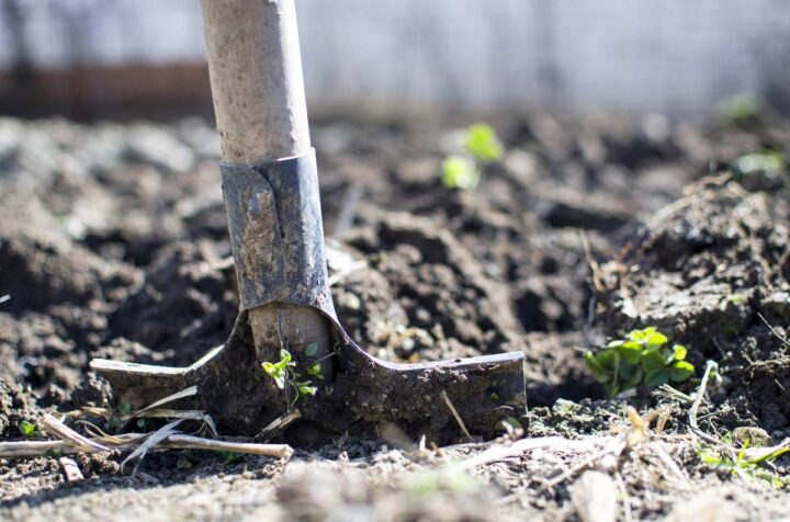 a shovel digs the ground to plant organic vegetables