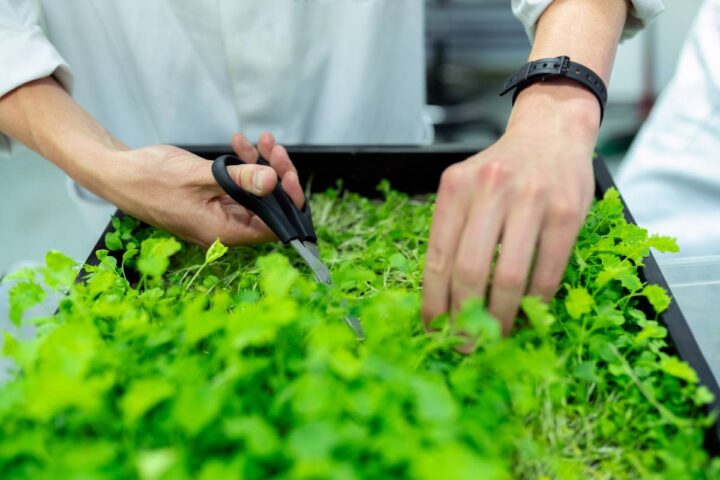 hands trim vegetable seedlings in a planting box at Darren Yaw Farms