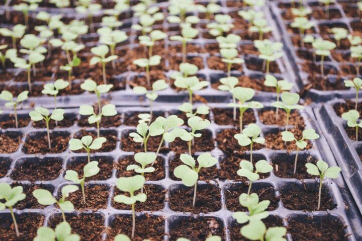 plant seedlings in pots ready for planting